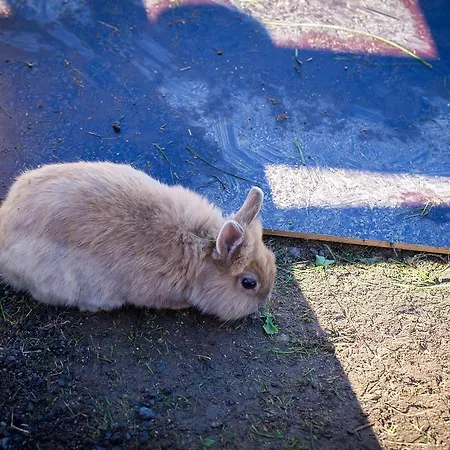 Almhof-reithof Pitztal 4*