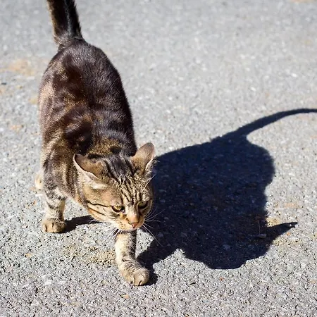 Gasthof Almhof-reithof Pitztal