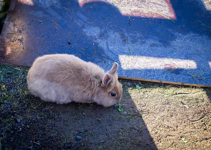 Almhof-reithof Pitztal 4*