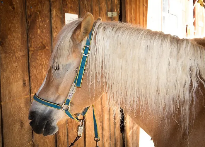 Almhof-reithof Pitztal Maison d'hôtes 4*