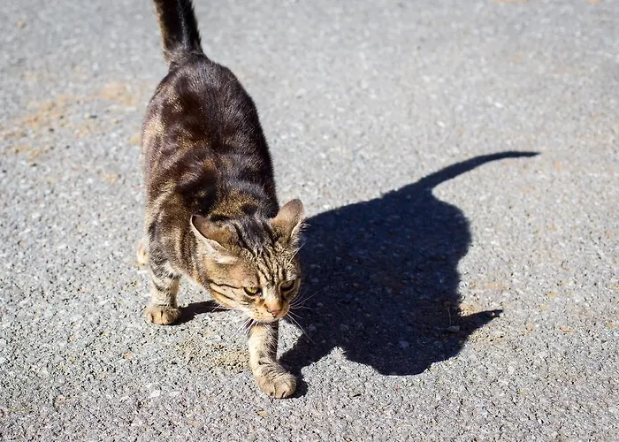 Maison d'hôtes Almhof-reithof Pitztal