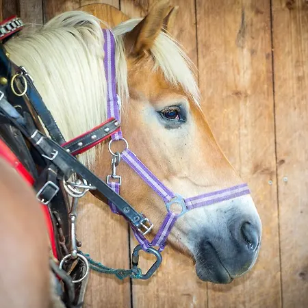 Almhof-reithof Pitztal 4* Sankt Leonhard im Pitztal