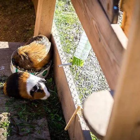 Guest house Almhof-reithof Pitztal 4*